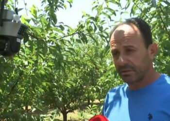 Πέλλα: Επιτήδειοι κλέβουν τα φρούτα από τα δέντρα – Περιπολίες στα χωράφια από τους αγρότες