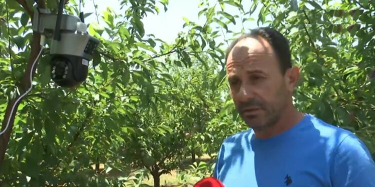 Πέλλα: Επιτήδειοι κλέβουν τα φρούτα από τα δέντρα – Περιπολίες στα χωράφια από τους αγρότες