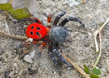 Σπάνιο είδος αράχνης εντοπίστηκε στην Άψαλο Αλμωπίας