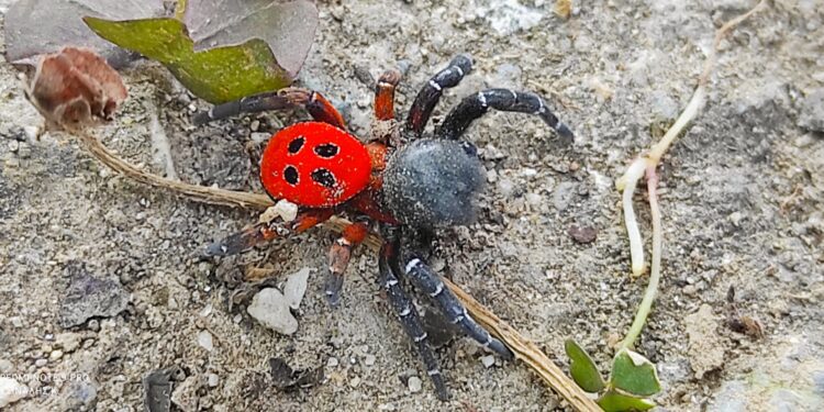 Σπάνιο είδος αράχνης εντοπίστηκε στην Άψαλο Αλμωπίας