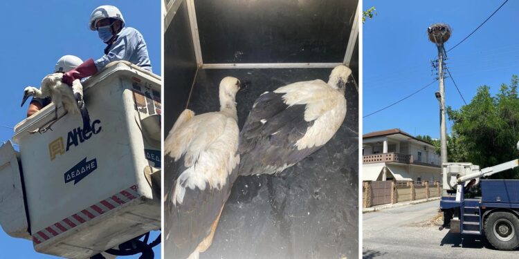 Συγκινητική διάσωση μικρών πελαργών στην Αριδαία