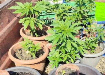 Πέλλα: Χειροπέδες σε 63χρονο που καλλιεργούσε δενδρύλλια κάνναβης σε γλάστρες