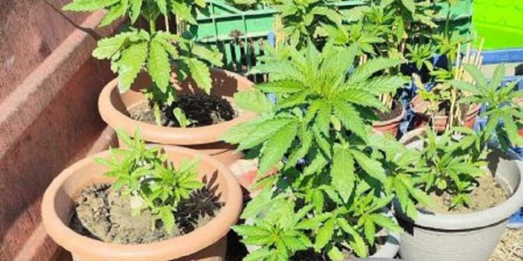 Πέλλα: Χειροπέδες σε 63χρονο που καλλιεργούσε δενδρύλλια κάνναβης σε γλάστρες