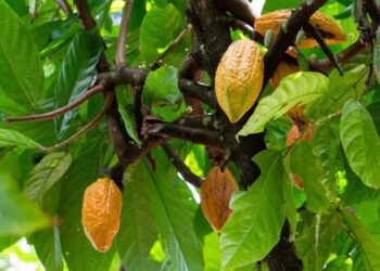 Πώς ονομάζεται το δέντρο από όπου προέρχεται η σοκολάτα; Λίγοι γνωρίζουν το όνομά του