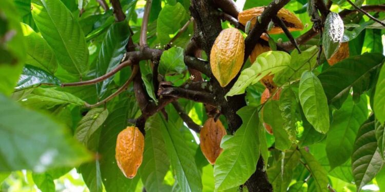 Πώς ονομάζεται το δέντρο από όπου προέρχεται η σοκολάτα; Λίγοι γνωρίζουν το όνομά του