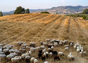 Κτηνοτρόφος συνελήφθη στη Φλώρινα για παράνομες επιδοτήσεις – Δήλωνε πρόβατα που είχε πουλήσει πριν χρόνια