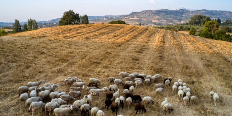 Κτηνοτρόφος συνελήφθη στη Φλώρινα για παράνομες επιδοτήσεις – Δήλωνε πρόβατα που είχε πουλήσει πριν χρόνια