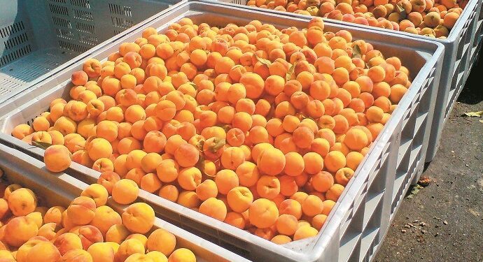 Οι αγρότες διαμαρτύρονται για τις χαμηλές τιμές στο βιομηχανικό ροδάκινο: «Η κοροϊδία έχει χτυπήσει κόκκινο»