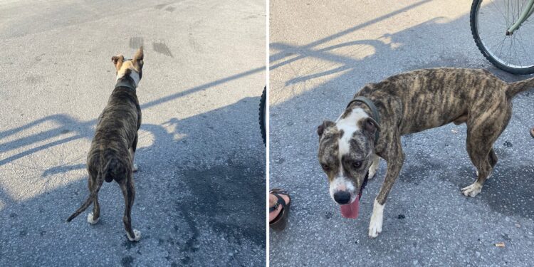 Εντοπίστηκε σκύλος στα ΚΤΕΛ Αριδαίας – Αναζητείται ο ιδιοκτήτης του