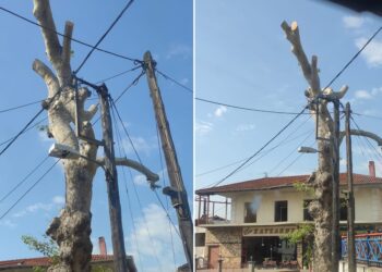 Το κλάδεμα του πλάτανου που δίχασε τους κατοίκους των Προμάχων Αλμωπίας