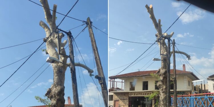 Το κλάδεμα του πλάτανου που δίχασε τους κατοίκους των Προμάχων Αλμωπίας