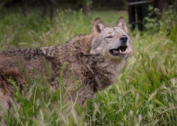 Αγέλη λύκων κοντά σε οικισμούς – Πλησίασαν αγρότη και γρύλιζαν