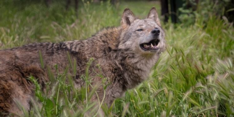 Αγέλη λύκων κοντά σε οικισμούς – Πλησίασαν αγρότη και γρύλιζαν