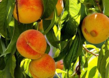 Αγωνία χωρίς απαντήσεις για τους παραγωγούς της Αλμωπίας – Καμία ενημέρωση για τις αποζημιώσεις