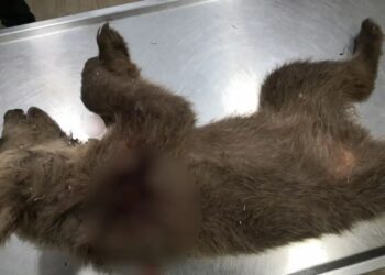 Κτηνωδία στην Καστοριά: Άγνωστος πυροβόλησε και σκότωσε αρκουδάκι – Πρόκειται για το τρίτο περιστατικό μέσα σε 3 μήνες