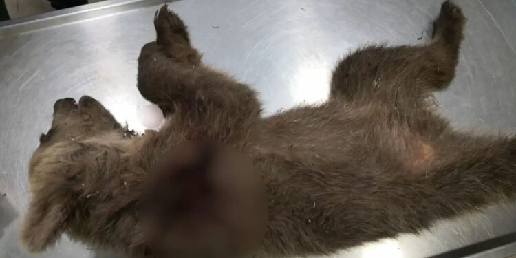 Κτηνωδία στην Καστοριά: Άγνωστος πυροβόλησε και σκότωσε αρκουδάκι – Πρόκειται για το τρίτο περιστατικό μέσα σε 3 μήνες