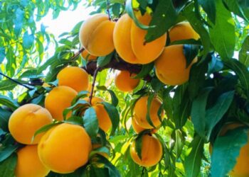 Πέλλα: Απογοήτευση και οργή για τις χαμηλές τιμές στο συμπύρηνο ροδάκινο