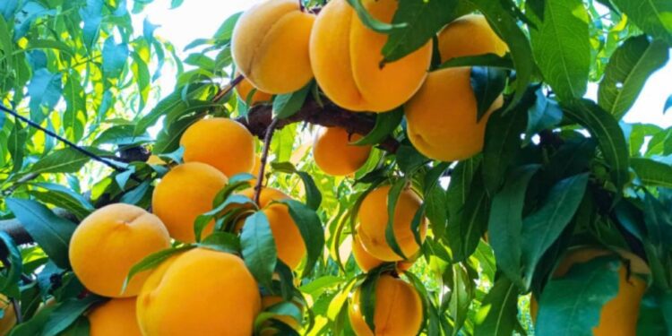 Πέλλα: Απογοήτευση και οργή για τις χαμηλές τιμές στο συμπύρηνο ροδάκινο