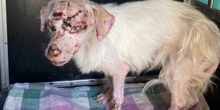 Συγκίνηση και ανθρωπιά στην Αριδαία: Η μάχη για τη ζωή ενός τυφλού σκύλου