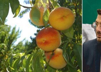 Αντώνης Ξυλουργίδης: 30 χρόνια χειραγώγησης του βιομηχανικού ροδάκινου