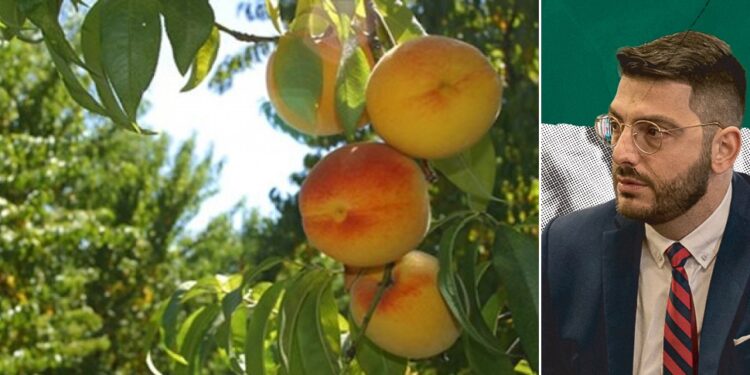 Αντώνης Ξυλουργίδης: 30 χρόνια χειραγώγησης του βιομηχανικού ροδάκινου