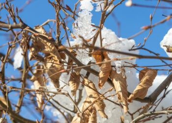 Παρέμβαση του Δήμου Έδεσσας για τις συνέπειες του παγετού και την ανάγκη εκσυγχρονισμού του ΕΛΓΑ