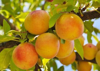 Τι ειπώθηκε στην συνάντηση των εκπροσώπων Αγροτικών Συλλόγων Πέλλας και Ημαθίας με την ΕΚΕ