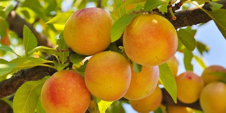 Τι ειπώθηκε στην συνάντηση των εκπροσώπων Αγροτικών Συλλόγων Πέλλας και Ημαθίας με την ΕΚΕ