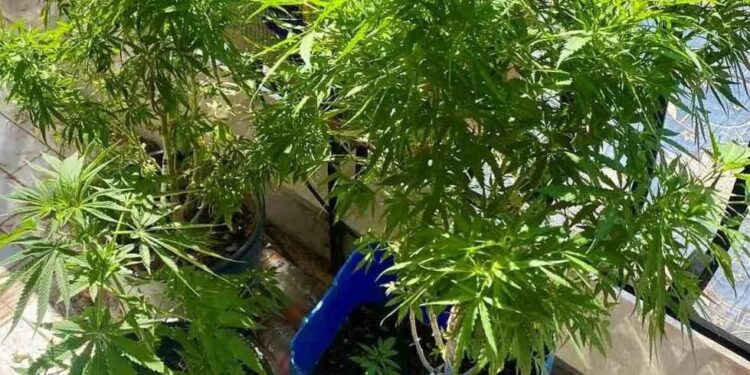 Πέλλα: 81χρονος… θεριακλής καλλιεργούσε δενδρύλλια κάνναβης στην αυλή του