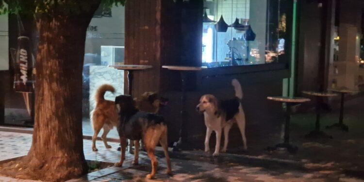 Αδέσποτα σκυλιά: Η Έδεσσα σε κίνδυνο – Μαθήματα από τα περιστατικά στους όμορους Δήμους