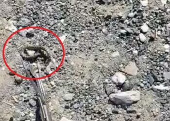 Αναστάτωση από την παρουσία φιδιού σε νηπιαγωγείο της Αλμωπίας – Άμεση κινητοποίηση της Πυροσβεστικής