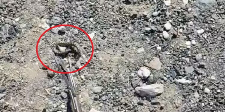 Αναστάτωση από την παρουσία φιδιού σε νηπιαγωγείο της Αλμωπίας – Άμεση κινητοποίηση της Πυροσβεστικής