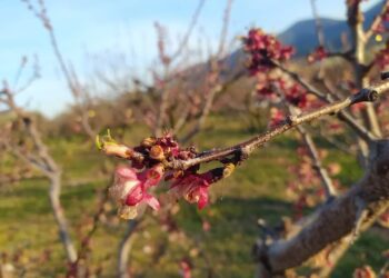 Τι γίνεται με τις προκαταβολές αποζημιώσεων για τον ανοιξιάτικο παγετό;