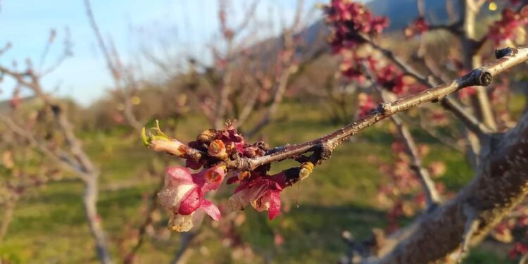 Τι γίνεται με τις προκαταβολές αποζημιώσεων για τον ανοιξιάτικο παγετό;