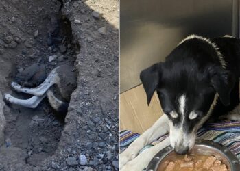 Επιχείρηση απεγκλωβισμού σκύλου στην Αριδαία – Συγκίνηση και happy end