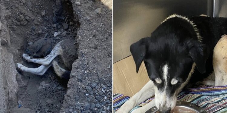 Επιχείρηση απεγκλωβισμού σκύλου στην Αριδαία – Συγκίνηση και happy end