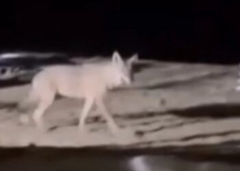 Ανησυχία μετά την επίθεση από λύκο που δέχτηκε 5χρονη στην παραλία του Μαρμαρά στη Χαλκιδική