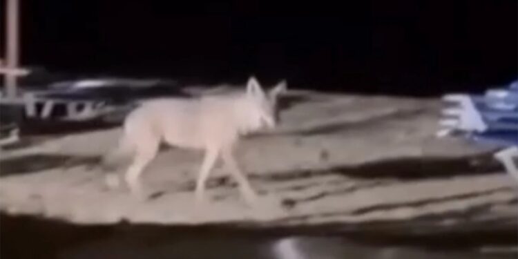 Ανησυχία μετά την επίθεση από λύκο που δέχτηκε 5χρονη στην παραλία του Μαρμαρά στη Χαλκιδική