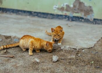 Συνελήφθη και οδηγείται στον εισαγγελέα 73χρονος στην Πέλλα – Κακοποίησε μέχρι θανάτου γάτα