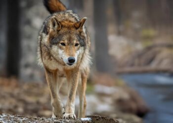 Τρόμος στη Χαλκιδική για τους λύκους – Νέα επίθεση σε γυναίκα που είχε βγάλει βόλτα τον σκύλο της