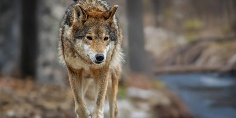 Τρόμος στη Χαλκιδική για τους λύκους – Νέα επίθεση σε γυναίκα που είχε βγάλει βόλτα τον σκύλο της