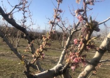 Ανάστατοι οι αγρότες Πέλλας και Ημαθίας – Ζητούν διευκρινήσεις από τον ΕΛΓΑ