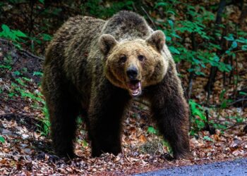 Τρόμος στο Νυμφαίο Φλώρινας – Αρκούδα κατασπάραξε 15 πρόβατα