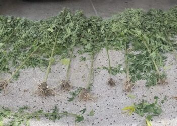 Πέλλα: Καλλιεργούσε δενδρύλλια κάνναβης άνω των τριών μέτρων