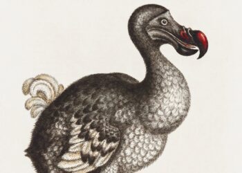Επιστήμονες είναι κοντά να αναβιώσουν ένα πτηνό που εξαφανίστηκε πριν από 300 χρόνια
