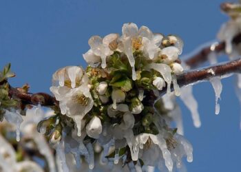 Απαντήσεις ζητούν παγετόπληκτοι παραγωγοί για αποζημιώσεις κερασιών, προκαταβολές και αντιχαλαζική προστασία