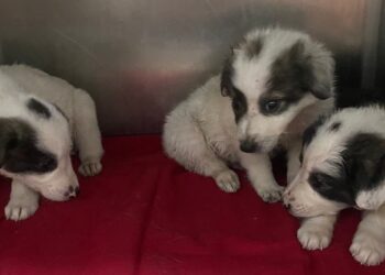 Φρίκη στην Αλμωπία: Κουτάβια βρέθηκαν δεμένα σε τσουβάλι πάνω σε δέντρο – Απάνθρωπη κακοποίηση