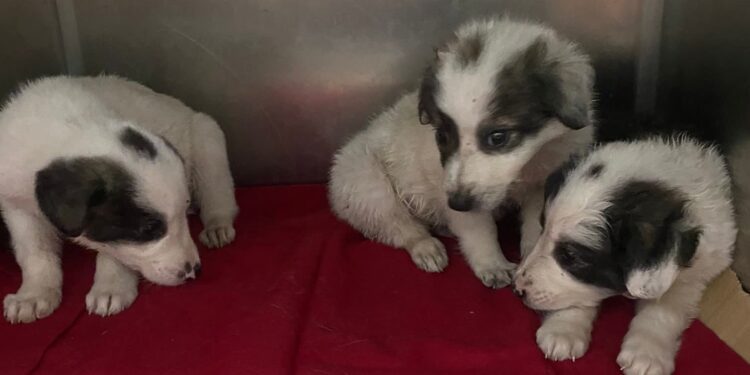 Φρίκη στην Αλμωπία: Κουτάβια βρέθηκαν δεμένα σε τσουβάλι πάνω σε δέντρο – Απάνθρωπη κακοποίηση