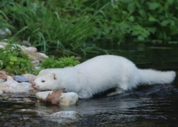 Καστοριά: Μινκ επιτέθηκε σε κατάκοιτη γυναίκα και την ακρωτηρίασε
