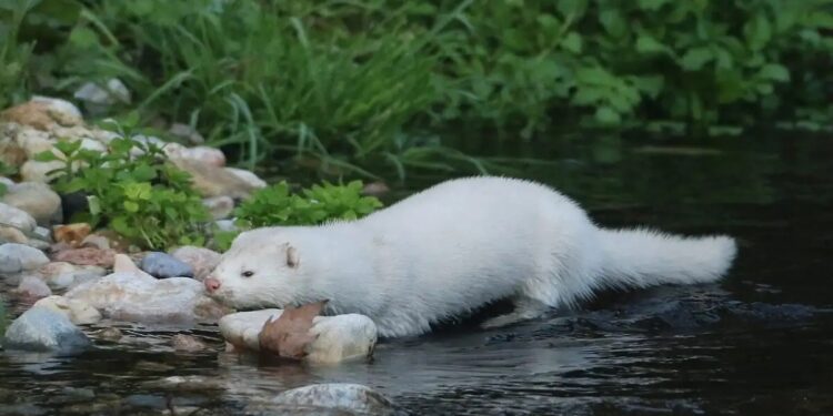 Καστοριά: Μινκ επιτέθηκε σε κατάκοιτη γυναίκα και την ακρωτηρίασε